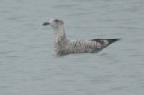 nice! large gull, potential for other than Herring, but what?