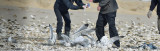hiss hiss booo getting ready to put ugly invasive, cruel wing tags on Revere Beach gulls