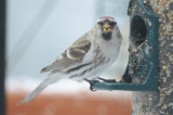 hoary redpoll wilmington