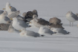 LBBG silver Lake ebird record shot