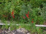 Cardinal Flowers at Manning