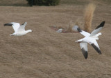 Ross's Geese