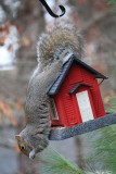 Upside Down SquirrelNovember 27, 2012