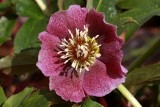 Lenten RoseApril 18, 2013