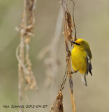 Blue-winged Warbler