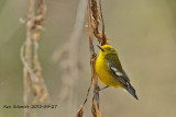 Blue-winged Warbler