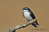 Tree Swallow