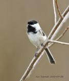 Black-capped Chickadee