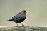 Brown-headed Cowbird