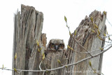 Great Horned Owl,chick