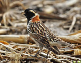 Lapland Longspur, yes, a life bird