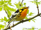 Blackburnian Warbler