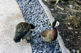 portland_zoo