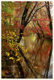 Autumn Along Pine Run