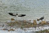 Vanneau huppé - Northern Lapwing - Vanellus vanellus