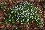 Wood anemone (Anemone nemorosa)