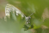 Green-veined white (Pieris napi)
