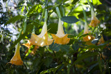 South Coast Botanic Garden