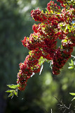 South Coast Botanic Garden