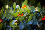 South Coast Botanic Garden
