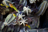 South Coast Botanic Garden