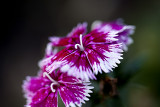 South Coast Botanic Garden