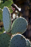 South Coast Botanic Garden