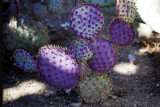 South Coast Botanic Garden