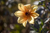 South Coast Botanic Garden