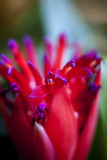 South Coast Botanic Garden