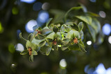 South Coast Botanic Garden