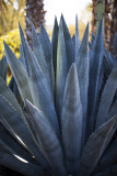 South Coast Botanic Garden