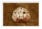 Yehliu Geopark Fossil
