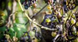 Vendanges tardives