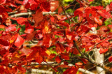 fall