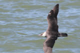 Pomarine Jaeger #1, Sabine River Pass