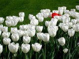 444 Boston Pubic Garden.jpg