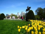 447 Boston Pubic Garden.jpg
