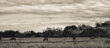 Horses I