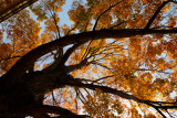 30036308davidson1012-Edit.jpg