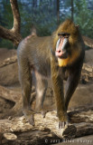 wisc monkey©.jpg