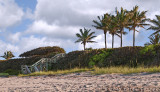 Florida Palms on the Beach