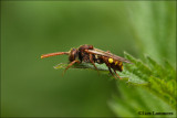 Saw Fly - Bladwesp_MG_6234