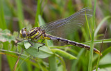 female sulphur-tipped clubtail.JPG