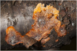 oranje Aderzwam - Phlebia radiata