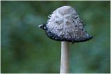 geschubde Inktzwam - Coprinus comatus