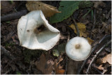 gewone Botercollybia - Collybia butyracea