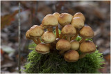 kleine Bundelzwam - Kuehneromyces mutabilis