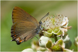 kleine Sleedoornpage - Satyrium acaciae