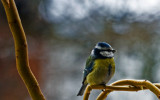 sikorka modraszka,(Cyanistes caeruleus)Common Blue Tit